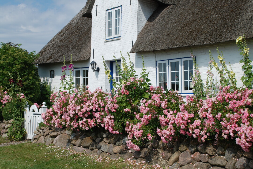 Regionale Baustoffe, typische Farben und ppiges Pflanzenwachstum machen dieses Haus im Norden Schleswig-Holsteins ortstypisch. Die ortstypische Identitt wird so gefrdert.