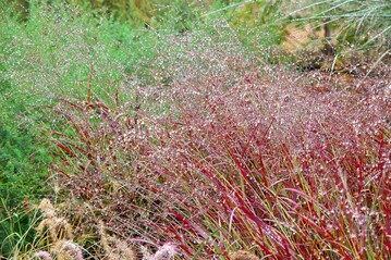 Panicum Shenandoah: Die Halme der bis zu 120 cm hohen Rutenhirse frben sich schon im Sptsommer von den Spitzen beginnend erst burgunderrot, spter rotbraun und garantieren spektakulre Effekte.
