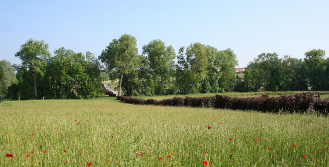 nominiert: Die Cappelaue in hringen
