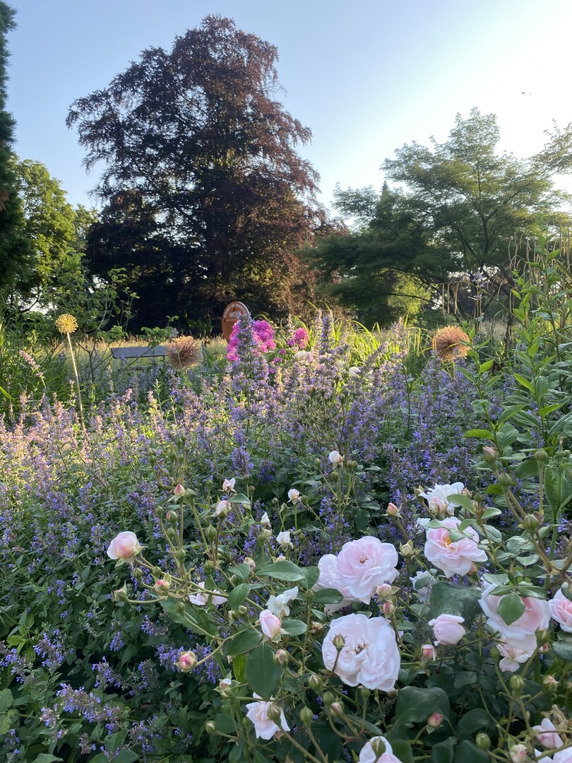 Rosen- und Staudenbeet im Landschaftspark Rosenhhe