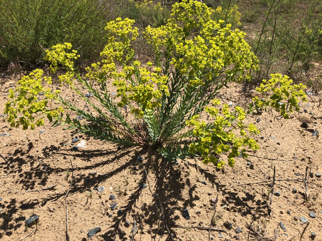 Es ist ein Trugschluss, dass Bden immer bedeckt sein mssen. Magere Rohbden sind oft wertvolle Biotope - und vermitteln eine attraktive mediterrane Atmosphre.