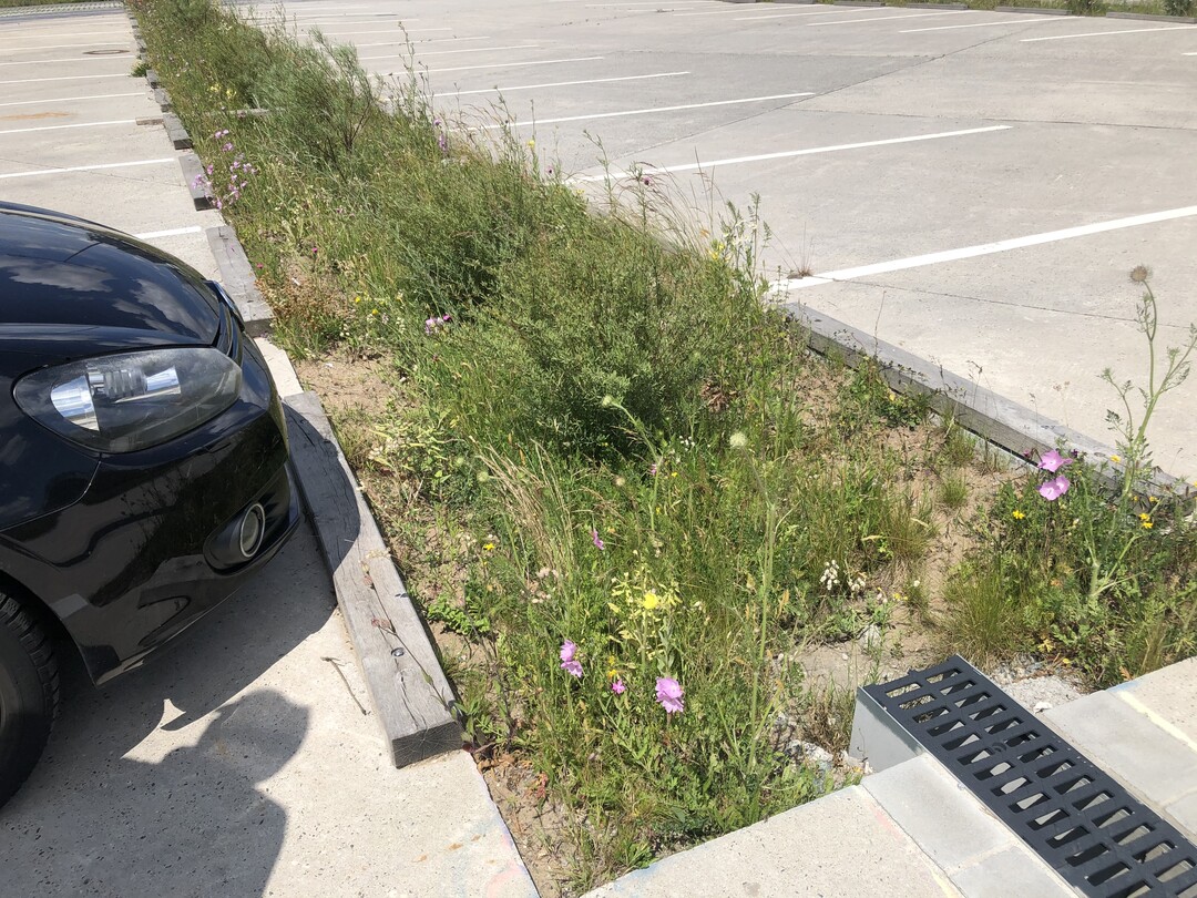 Bei diesem Parkplatz wurde aus gestalterischen Grnden der Retentionsbereich in eine vorhandene Betonflche geschnitten.Die Senken bieten einer ortstypischen Flora Platz und sorgen fr hohe Versickerungsleistung. Holzbohlen sichern gegen berfahrwen des Bereiches.