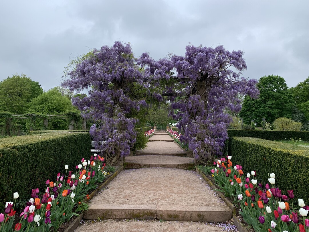 Hauptachse mit Wisteria-Pergola im Spt-Frhling