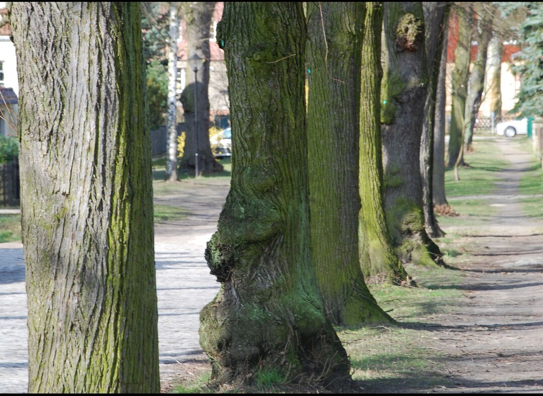 Bäume verbessern nicht nur das Klima eines Quartiers - sie sorgen auch für Leben und erhöhen die Aufenthaltsqualität.