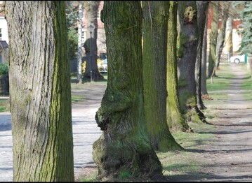 Bäume verbessern nicht nur das Klima eines Quartiers - sie sorgen auch für Leben und erhöhen die Aufenthaltsqualität.