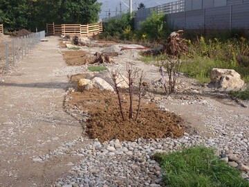 Neues Zuhause fr Echse & Co.: Umfangreiche Artenschutzmanahmen bei MnchenBau-Projekt Mein Haus in Mnchen-Untermenzing 