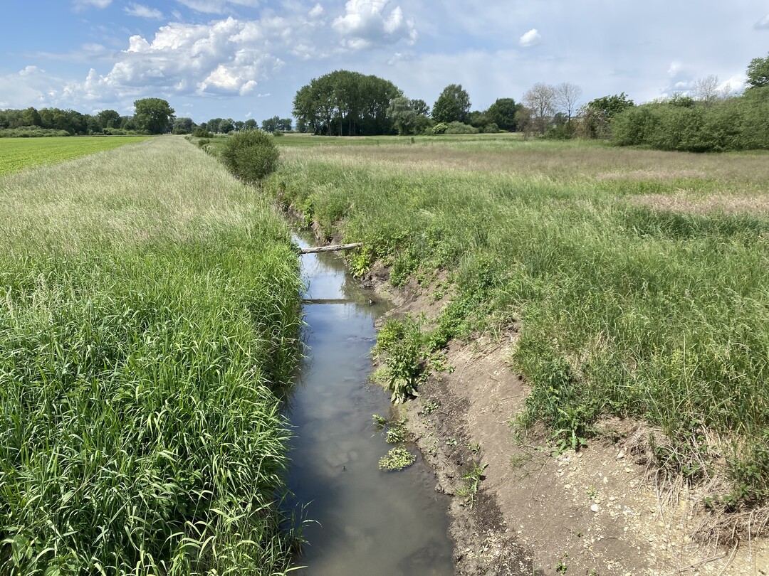 Wo immer mglich sollte die Entwsserung von Feuchtflchen beendet, Wiedervernssung eingeleitet und die Landwirtschaft aufvertrgliche Nutzung umgestellt werden.