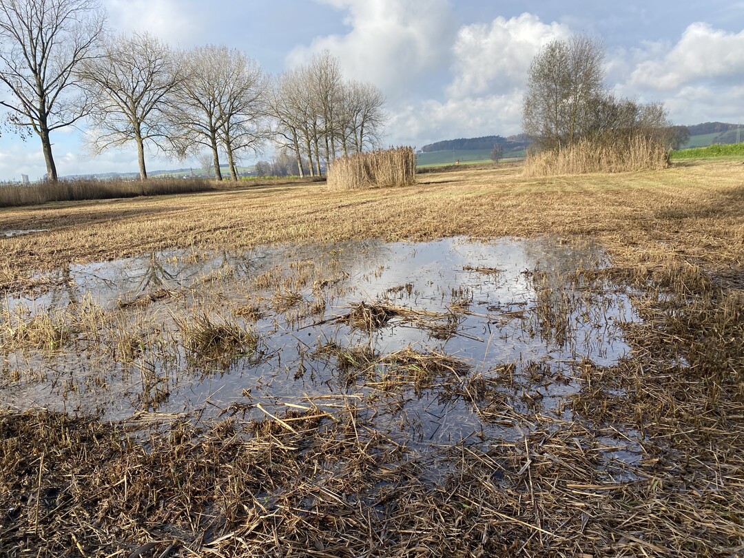 Ehemalige Moorflchen knnen aus der Nutzung genommen und wieder zu Feuchtbiotopen umgestaltet werden.