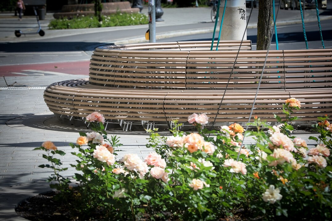 Ein weiteres Gestaltungselement der neuen Platzgestaltung am Mnchner Siegestor sind diegroflchig angelegten Rosenbeete. Auch diese gehen auf historische Planungen zurck und sorgenheute fr ein optisch ansprechendes Gesamtbild.