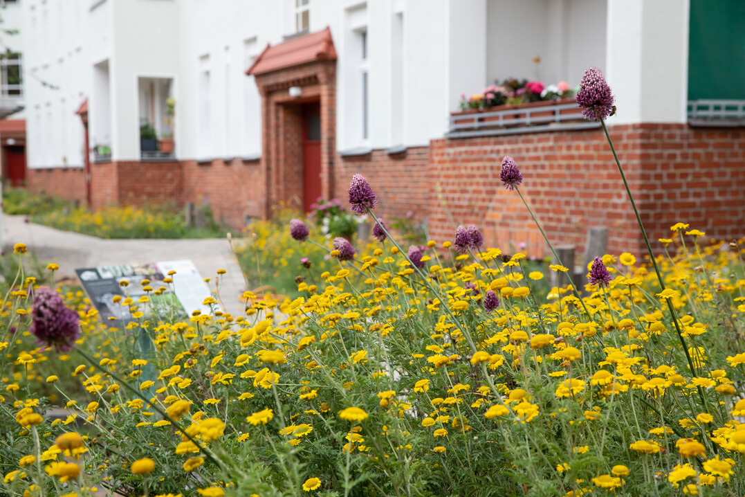 Auch Innenhfe lassen sich insektenfreundlich gestalten.