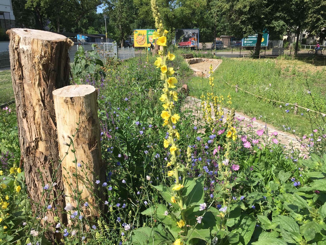 In den Höfen blühen Blumenwiesen, Wildstauden­beete und Saumansaaten. Dazu sind über 50 heimische Wildsträucher gepflanzt.