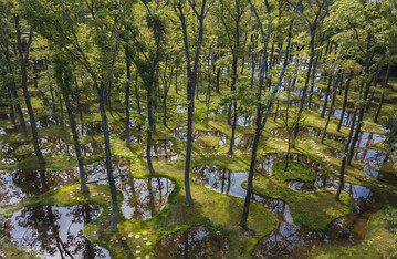 Junya Ishigami gewinnt den Obel Award mit dem Beitrag "Botanical Farm Garden Art Biotop"