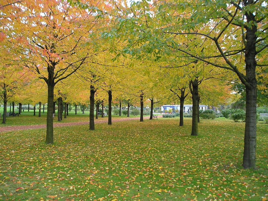 Im Elbauenpark in Magdeburg wird konsequent an seiner Entwicklung gearbeitet. Das belohnte die Jury mit dem "Green Flag Award".