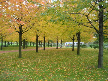 Im Elbauenpark in Magdeburg wird konsequent an seiner Entwicklung gearbeitet. Das belohnte die Jury mit dem "Green Flag Award".