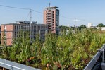 Das UFZ entwickelt im Co-Design mit der Stadt Leipzig, Wirtschaftsunternehmen und dem Investor ein Managementkonzept zum Umgang mit Niederschlagswasser.