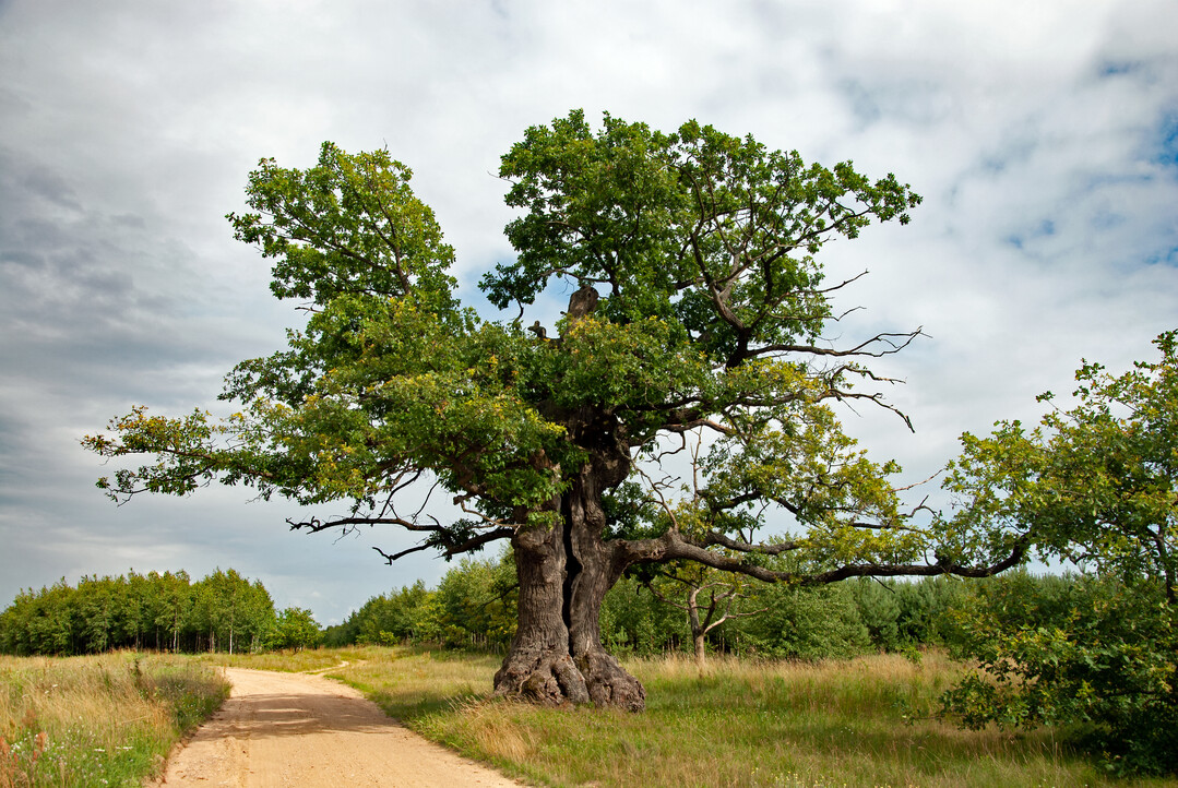 Europäischer Baum des Jahres: Dunin-Eiche in Polen
