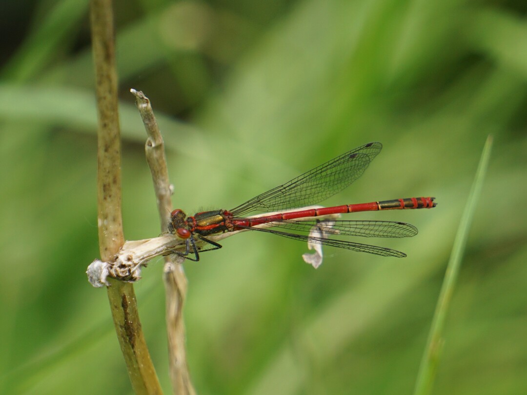 Die Frühe Adonislibelle (Pyrrhosoma nymphula) 
zeichnet sich durch ihren rötlichen Hinterleib aus. Zwischen April und 
August an langsam fließenden oder stehenden Gewässern zu sehen.