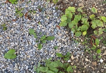 Eine Abdeckung	einer	Pflanzflche	mit	Schottermulch sieht auf	dem	
ersten	Blick	den	Schottergrten	sehr	hnlich. 