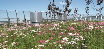 Bienenanlaufstelle & Feinstaub-Filter: Dachgrten sind wichtig fr das Stadtklima