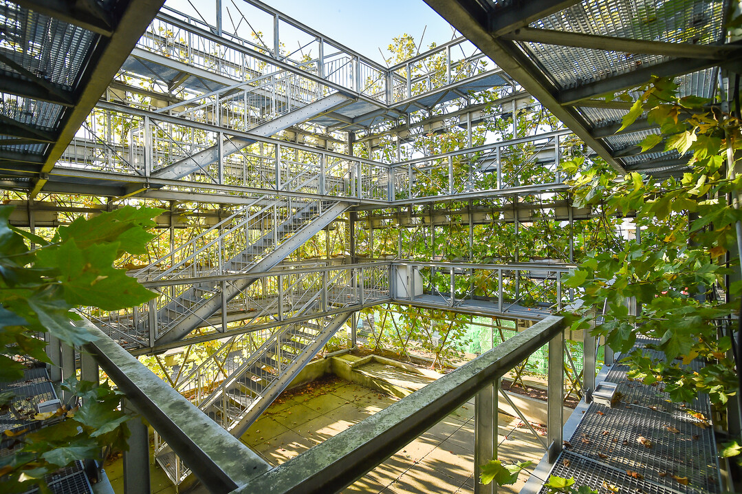 Der Platanenkubus in Nagold wurde im Rahmen der Landesgartenschau Nagold 2012 realisiert.