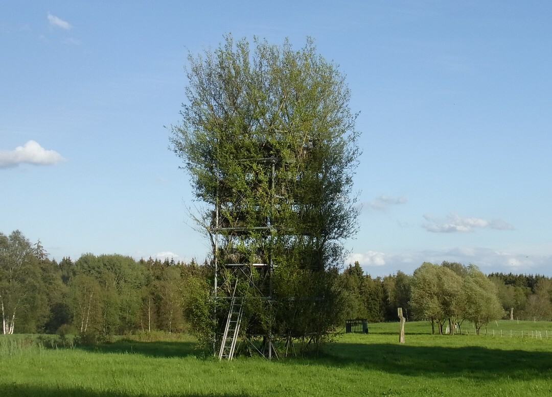 Der Baubotanische Turm im Ruhestetter Ried zhlt zu den ersten Projekten seiner Art.